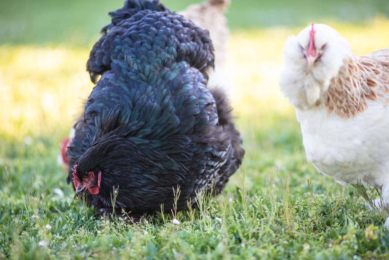 A small flock of hens foraging on green pasture in bright daylight